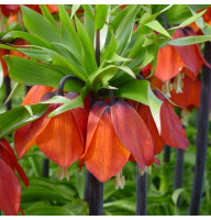 Фрітілярія Imperialis Rubra 